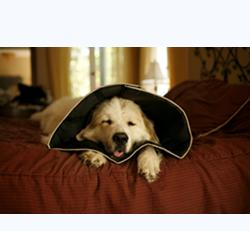 COMFY CONE COLLARE ELISABETTIANO INNOVATIVO M DIAMETRO 20 CM - Farmamood