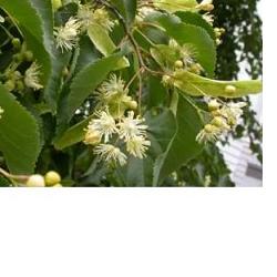 EIE TIGLIO 30 ML GOCCE - Farmamood